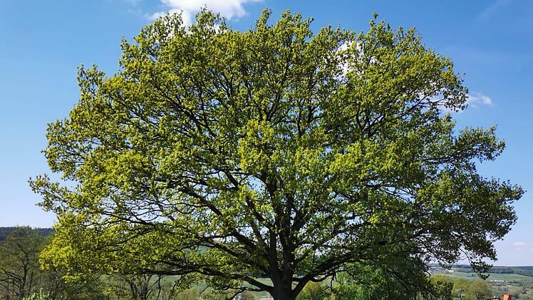 Die Eiche am Kretzenhof soll Naturdenkmal werden. Die gemeindliche Zustimmung liegt dem Landratsamt vor, die des Eigentümers steht noch aus.
