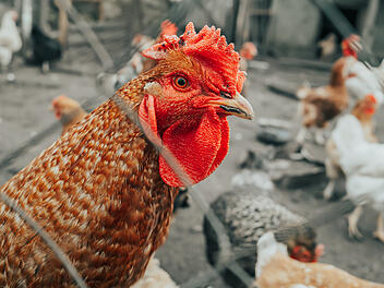 Hühner in Garten in Würzburg geklaut und Köpfe abgeschlagen Huhn, Hühnerhaltung, Geflügel, Vogelgrippe, Geflügelpest