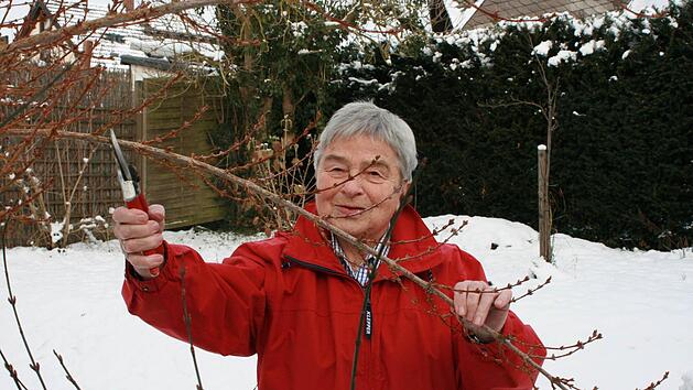 Traditionell werden die Zweige der Forsythien am 4. Dezember geschnitten, dem Tag der Heiligen Barbara. Foto: Simone Bastian