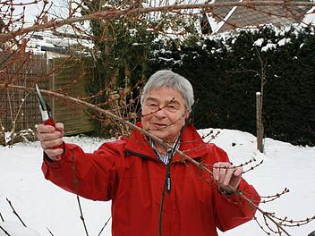 Traditionell werden die Zweige der Forsythien am 4. Dezember geschnitten, dem Tag der Heiligen Barbara. Foto: Simone Bastian