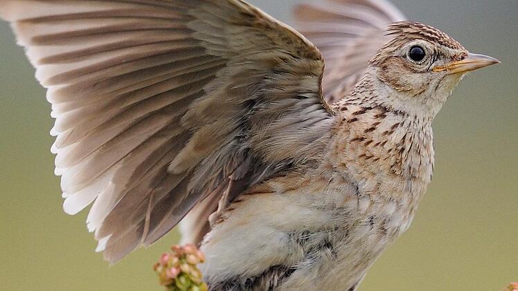 Der Bestand der Feldlerchen ist dramatisch zur&uuml;ckgegangen. Das Problem: Die Bodenbr&uuml;ter finden kaum noch gen&uuml;gend Brutpl&auml;tze. Foto: NABU/Peter Lindel