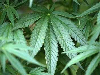 Marihuana-Pflanzen sorgen in den USA für lila Wolken. Ein Foto der Gemeinde sorgte in Facebook für viele Reaktionen. Foto: Oliver Berg/dpa