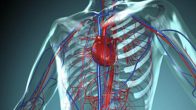 Anatomie-Modell: So sieht das Herz-Kreislauf-System des Menschen mit den großen Gefäßen aus.  Foto: dpa