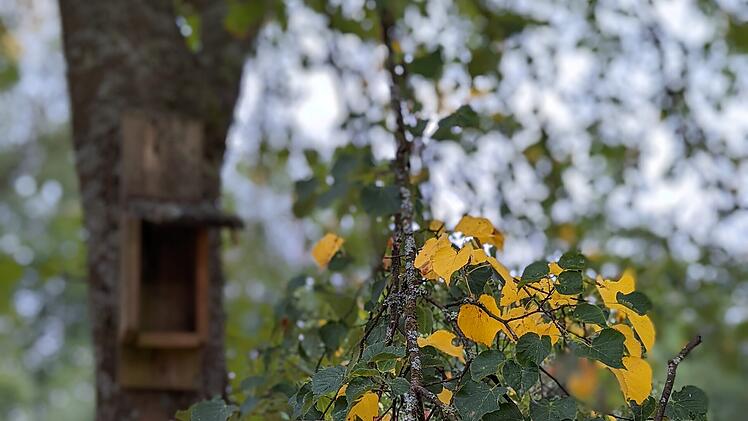 Wenn die Bl&auml;tter beginnen, sich bunt zu f&auml;rben, beginnt auch die Zeit der Lese.