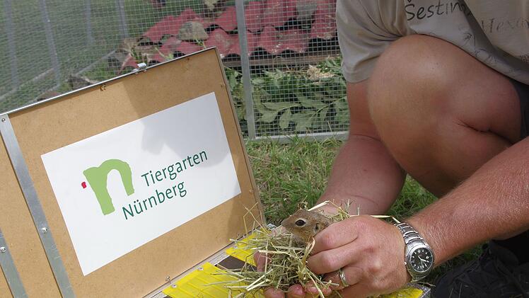 Tiergarten Nürnberg: Ziesel in Tschechien ausgewildert - gefährdete Nagetiere ausgesetzt