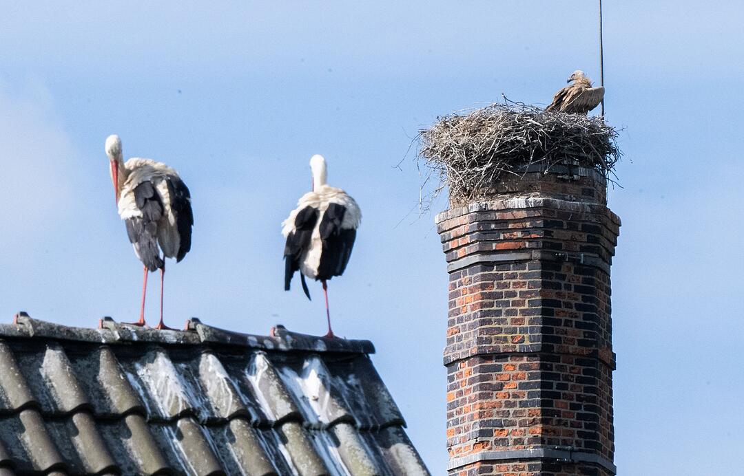 G&auml;nsegeier in Algermissen t&ouml;tet erneut Jungst&ouml;rche
