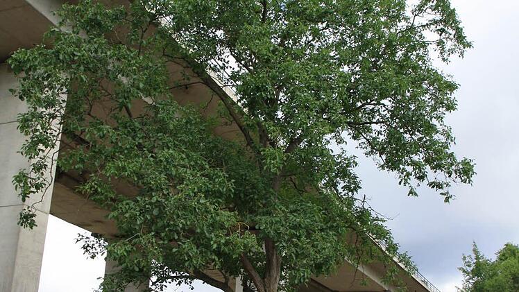 Dieser Nussbaum steht zwar im Weg, muss aber erhalten werden. Foto: Ralf Ruppert