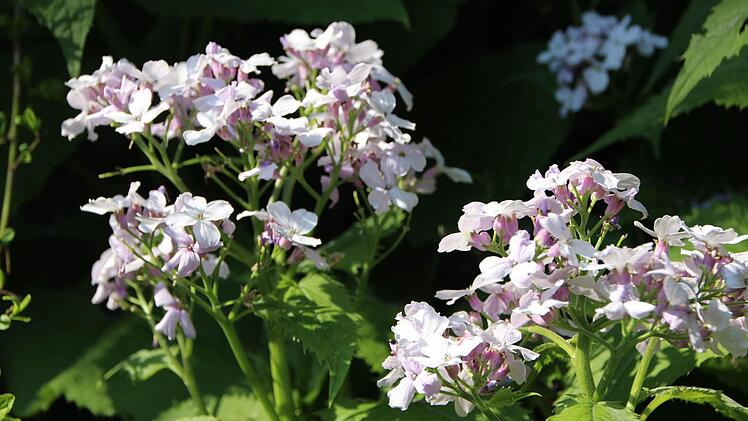 Mondviole in der Bärenschlucht