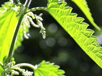 Die Brennnessel tut vielen Menschen gut.  Foto: privat