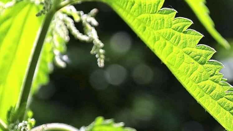 Die Brennnessel tut vielen Menschen gut.  Foto: privat
