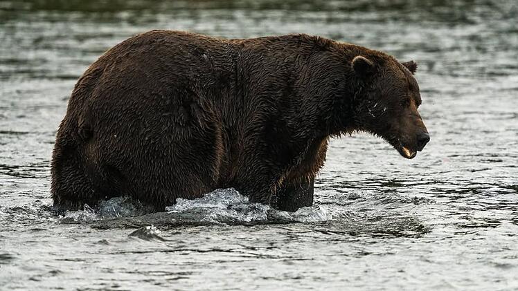 &laquo;Fat Bear&raquo;-Wahl in Alaska