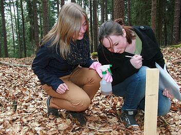 Theresa Fießmann (l.) und Jana Bernstein vom Caspar-Vischer-Gymnasium Kulmbach untersuchen den Pfosten auf Wildkatzen-Haare. Aber nichts. Fotos: Sonja Adam