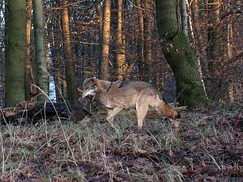 Wolf bei Hameln