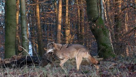 Wolf bei Hameln