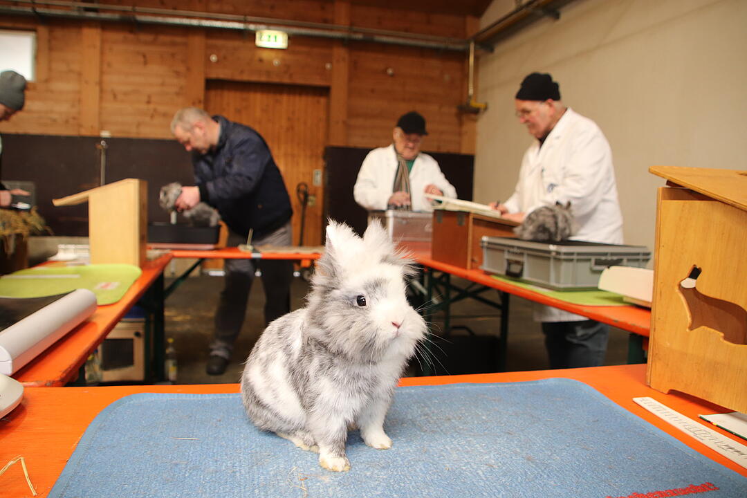 Kaninchenschau