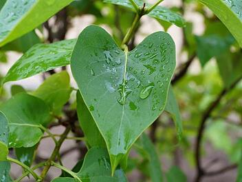 Der starke Regen tut dem Garten nicht gut. Symbolfoto: kalmankovats/pixabay