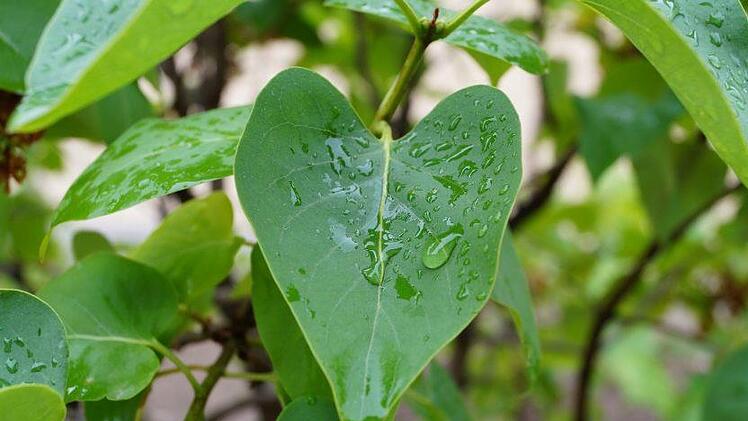 Der starke Regen tut dem Garten nicht gut. Symbolfoto: kalmankovats/pixabay