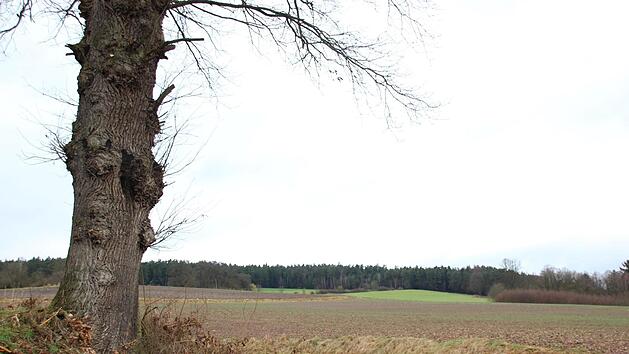 Am Waldrand soll die Anlage wenig st&ouml;rend f&uuml;r das Landschaftsbild werden - sofern sie genehmigt wird. Foto: Marco Mei&szlig;ner