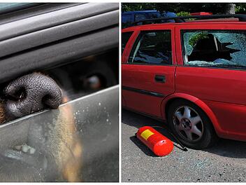 Nürnberg: Hitzetod im Auto von Hunden - Polizei verrät, wie sich im Extremfall verhalten werden soll