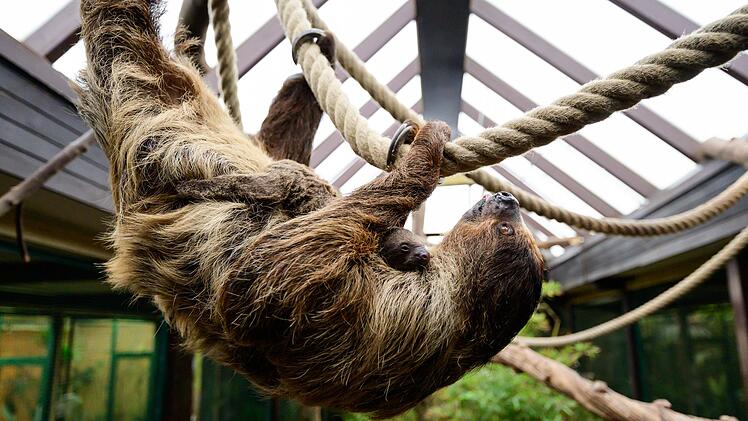 Nachwuchs bei den Faultieren im Vogelpark Walsrode