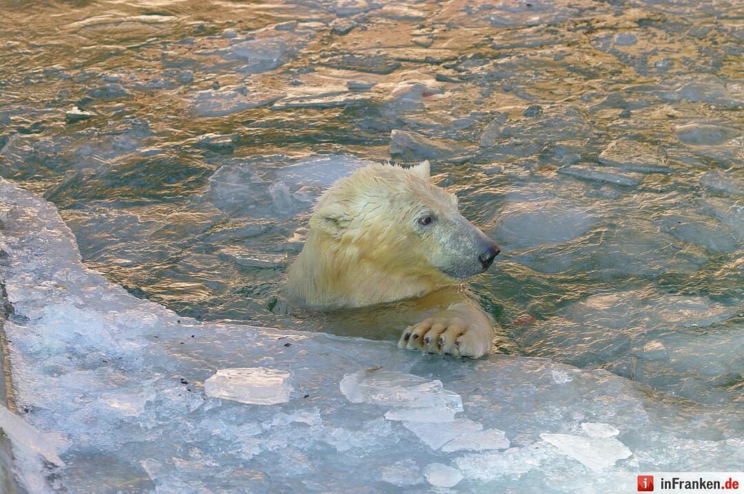 Winter im Tiergarten Nürnberg