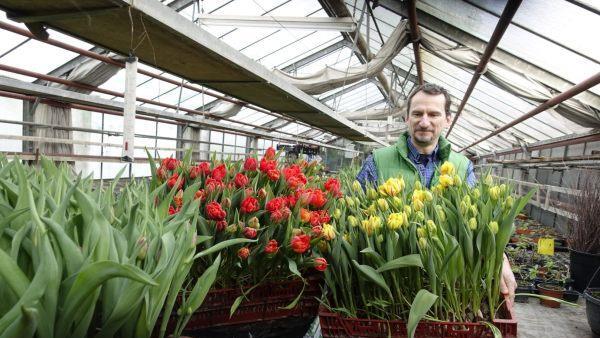 Stolz präsentiert Micheal Böhmer von der Gärtnerei Blumen Hohe seine Tulpen. Bild: Redaktion