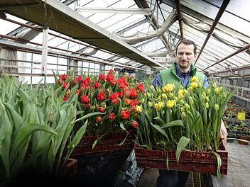 Stolz präsentiert Micheal Böhmer von der Gärtnerei Blumen Hohe seine Tulpen. Bild: Redaktion