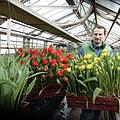Stolz präsentiert Micheal Böhmer von der Gärtnerei Blumen Hohe seine Tulpen. Bild: Redaktion