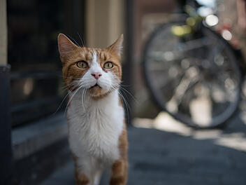 Katze schaut direkt in die Kamera.