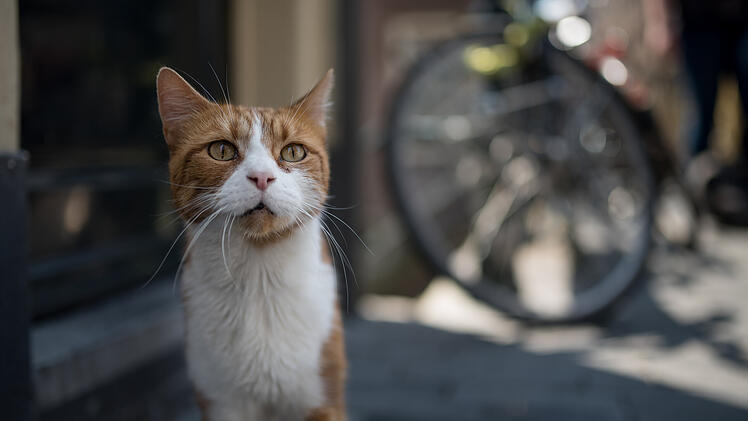 Katze schaut direkt in die Kamera.