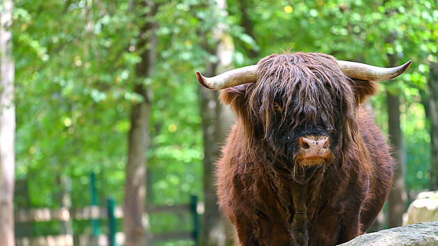 Hochlandrind im Wildpark Schweinfurt an den Eichen &ndash; eine von 43 Tierarten zur 60-Jahr-Feuer