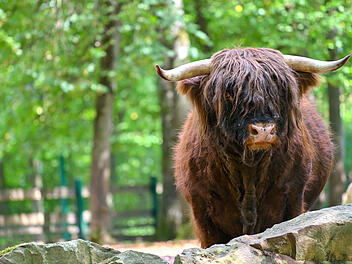 Hochlandrind im Wildpark Schweinfurt an den Eichen &ndash; eine von 43 Tierarten zur 60-Jahr-Feuer