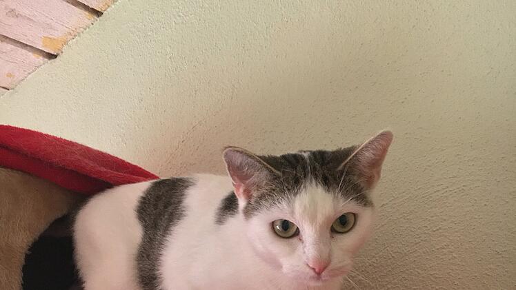 Bamberg: Tierheim stellt "Tier der Woche" vor - Ruhiges Zuhause mit Freigang für Musica gesucht