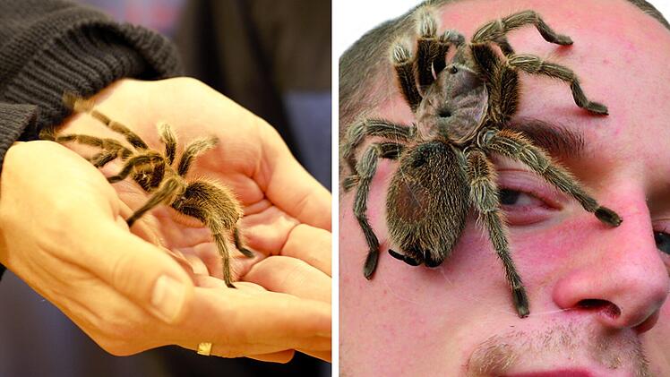 Insectophobie in Bad Kissingen: Deutschlands größte mobile Spinnen- und Insektenausstellung