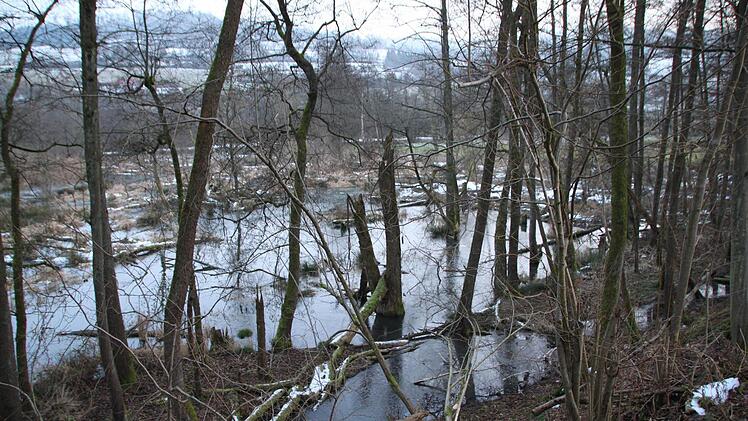 Von hier oben hat man einen guten Blick aufs Biber-Revier im Staatsbad Bad Brückenau. Foto: Ulrike Müller