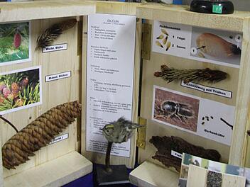 Nach dem Vorbild alter Xylotheken aus dem 18. Jahrhundert hat Lehrer Dieter Herbstsommer mit den MGFG-Schülern Bücher aus Holz mit Blättern oder sonstigen Besonderheiten der Bäume ausgestattet. Als Buchrücken diente ein Stück Stamm. Fotos: Sonja Adam