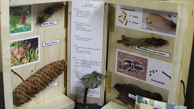 Nach dem Vorbild alter Xylotheken aus dem 18. Jahrhundert hat Lehrer Dieter Herbstsommer mit den MGFG-Schülern Bücher aus Holz mit Blättern oder sonstigen Besonderheiten der Bäume ausgestattet. Als Buchrücken diente ein Stück Stamm. Fotos: Sonja Adam