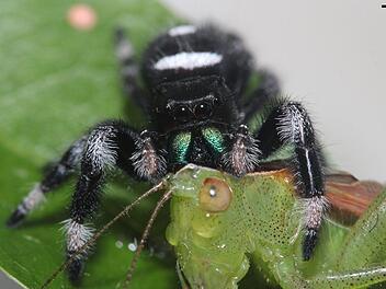 Diese Springspinne lässt sich gerade eine Laubheuschrecke schmecken. Foto: David E. Hill/Peckham Society,dpa