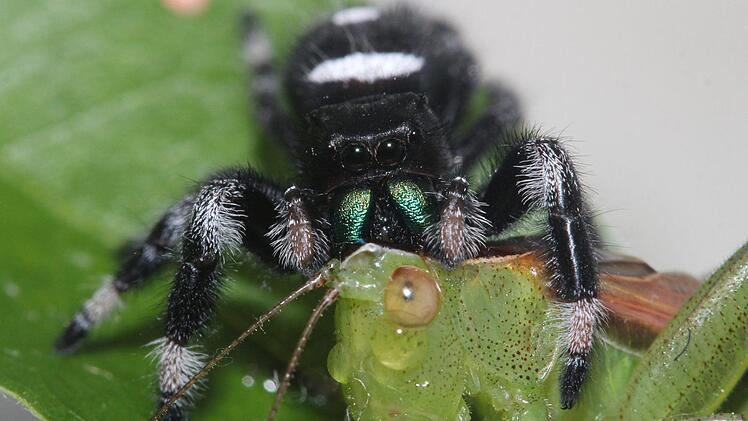 Diese Springspinne lässt sich gerade eine Laubheuschrecke schmecken. Foto: David E. Hill/Peckham Society,dpa