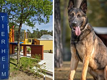 Tierheim Nürnberg: Schäferhund Rex machte grausame Erfahrungen - "wie oft schon enttäuscht"