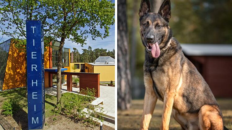 Tierheim Nürnberg: Schäferhund Rex machte grausame Erfahrungen - "wie oft schon enttäuscht"