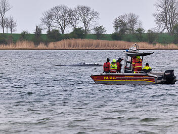 Weitere Entwicklung zum Buckelwal in der Ostsee