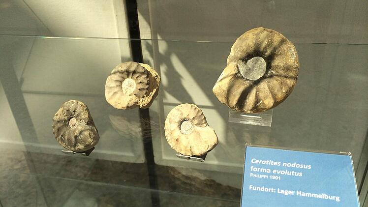 Diese Versteinerungen wurden am Lager Hammelburg gefunden.