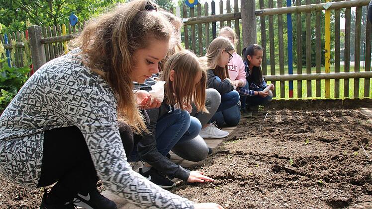 Sojabohnenexperiment der Mainleuser Schüler Foto: Dagmar Besand