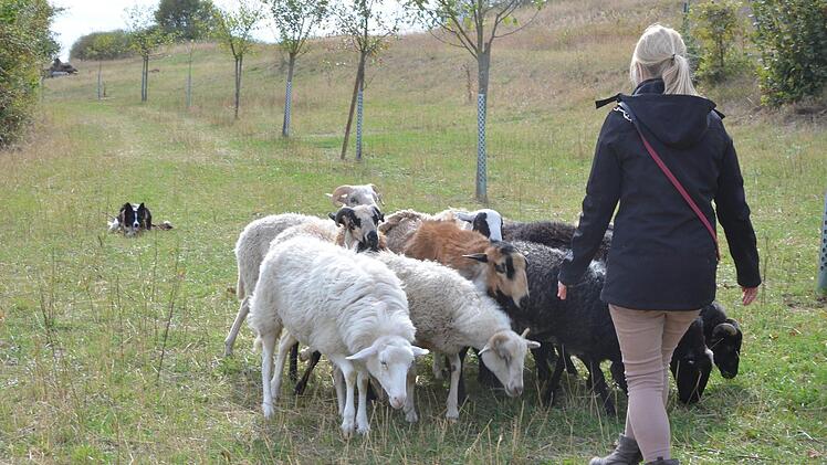 Mit Milou, muss Tanja Jung nicht fürchten, dass ihr ein Schaf abhanden kommt.