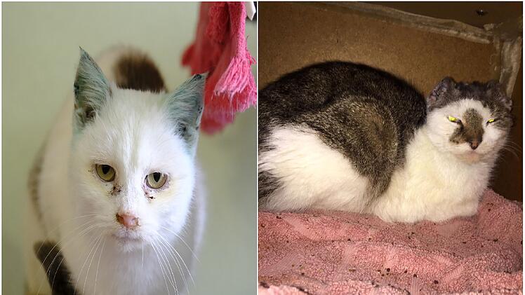 Tierheim Bamberg: Katzenpaar Monotone und Slinky zur Vermittlung frei - "Kennen sich ihr ganzes Leben"