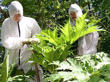 Der Herkulesstaude bekämpfen Naturschützer in Schutzanzügen. Foto: imago/Reinhard Kurzendörfer