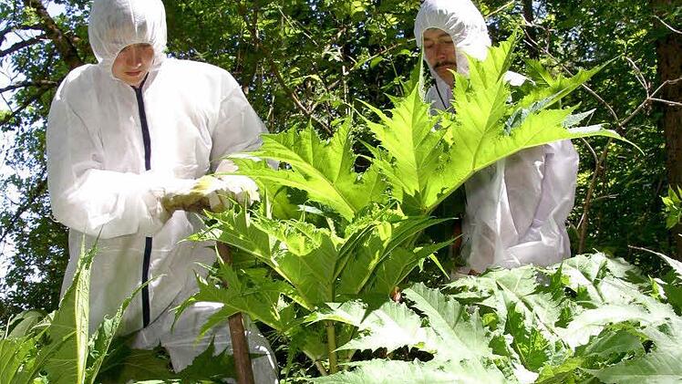 Der Herkulesstaude bekämpfen Naturschützer in Schutzanzügen. Foto: imago/Reinhard Kurzendörfer