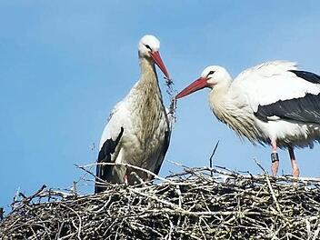 Auf dem Dach der Alten Mälzerei in Höchstadt hatte sich im Sommer dieses Storchenpaar breit gemacht. Foto: Archiv/Manfred Welker