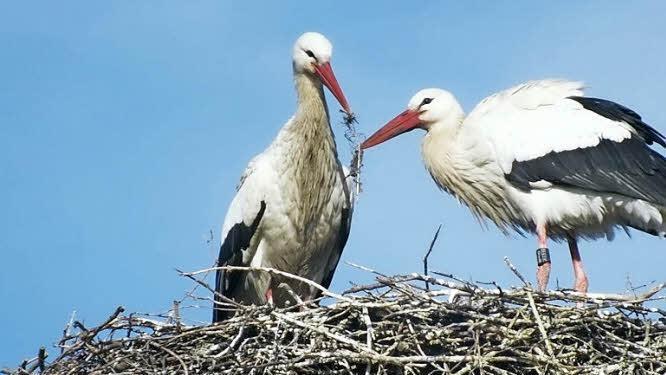 Auf dem Dach der Alten Mälzerei in Höchstadt hatte sich im Sommer dieses Storchenpaar breit gemacht. Foto: Archiv/Manfred Welker